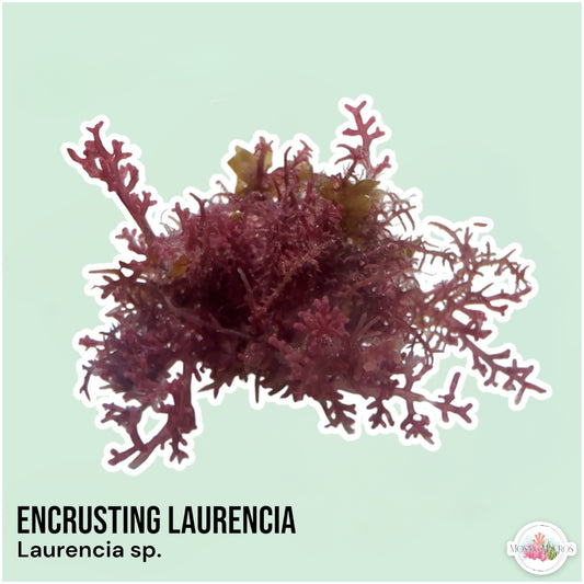 Encrusting Laurencia Macroalgae | Laurencia sp.