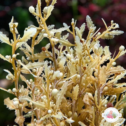 Pseudo-Kelp Macroalgae | Sargassum sp.