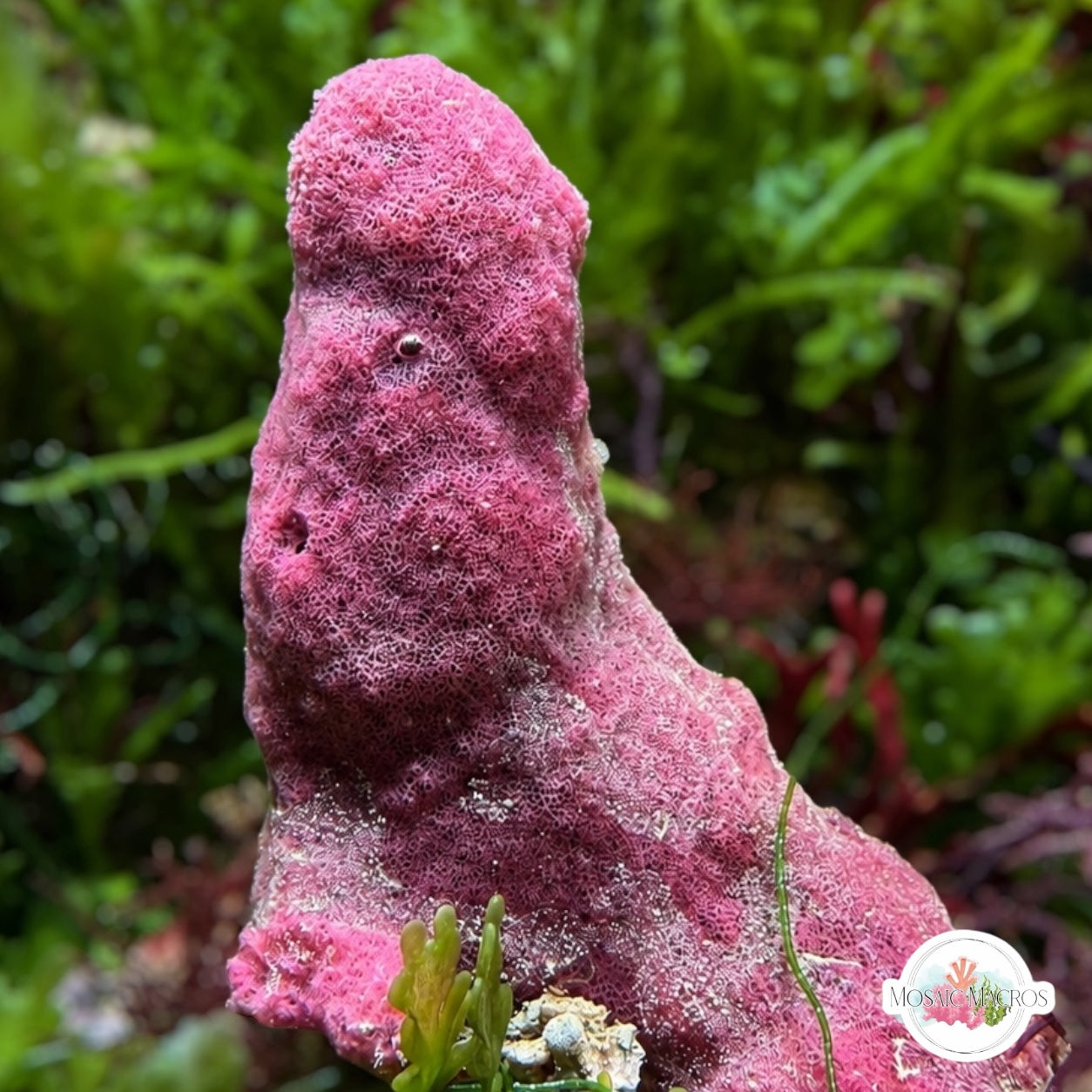 Strawberry Rope Sponge | Amphimedon nodosa