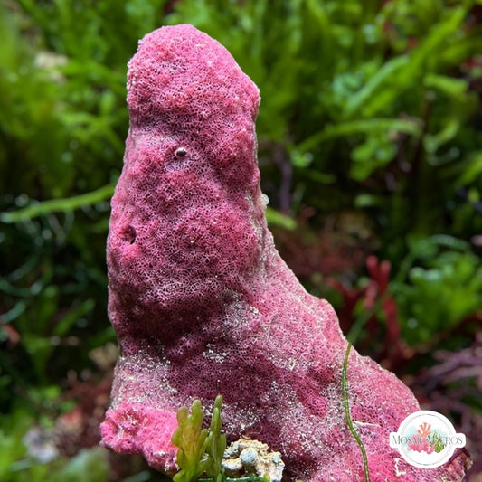 Strawberry Rope Sponge | Amphimedon nodosa