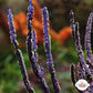 Violet Sword Gorgonian | Pterogorgia guadlupensis