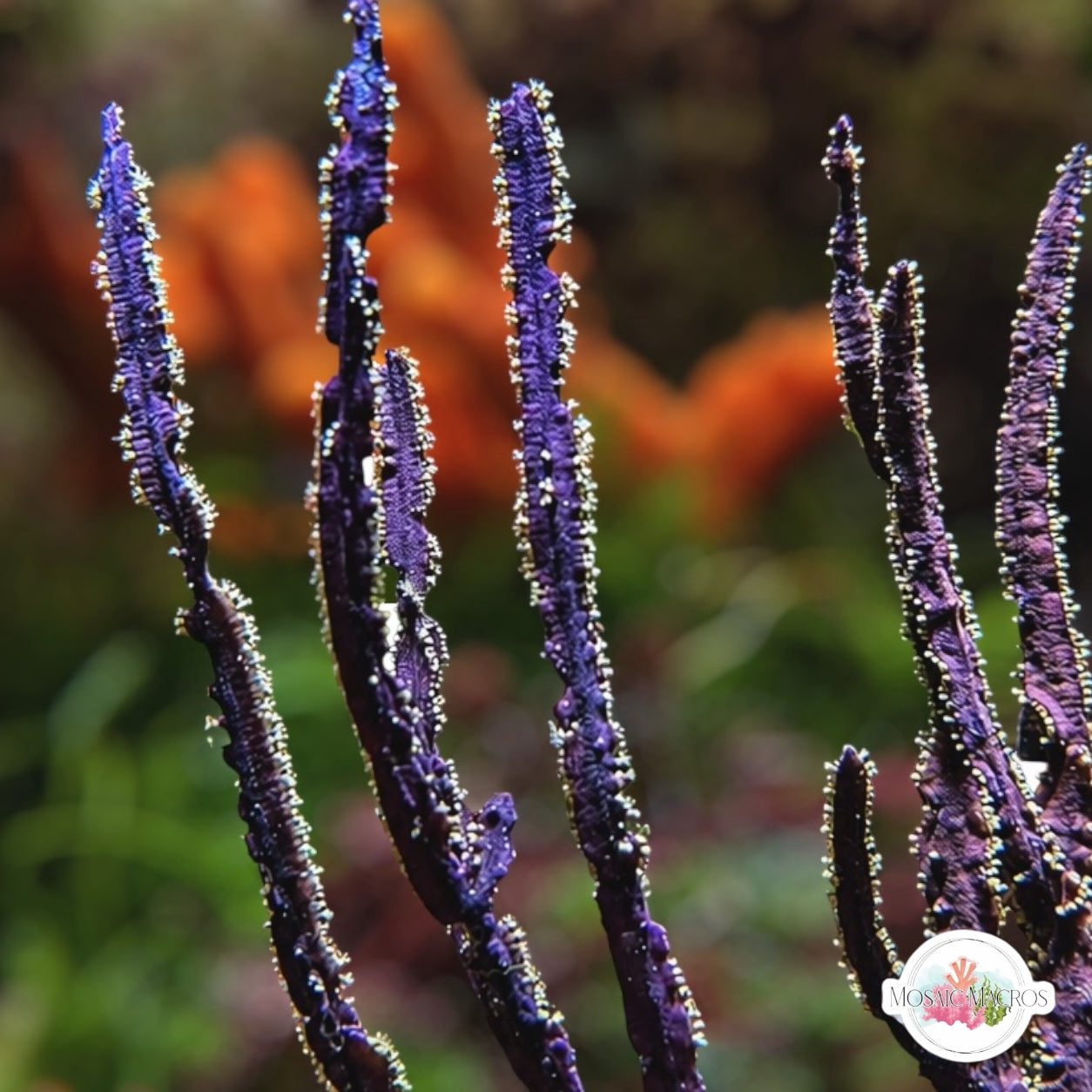 Violet Sword Gorgonian | Pterogorgia guadlupensis