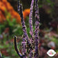 Violet Sword Gorgonian | Pterogorgia guadlupensis
