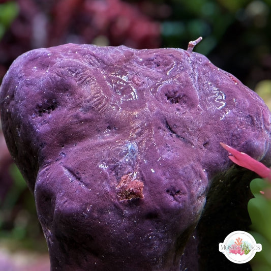 Purple Encrusting Sponge | Unknown sp.