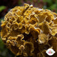 Brown Ruffles Macroalgae | Lobophora sp.