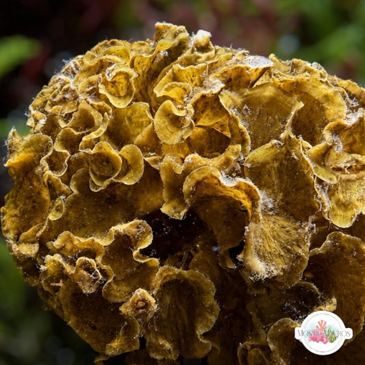 Brown Ruffles Macroalgae | Lobophora sp.