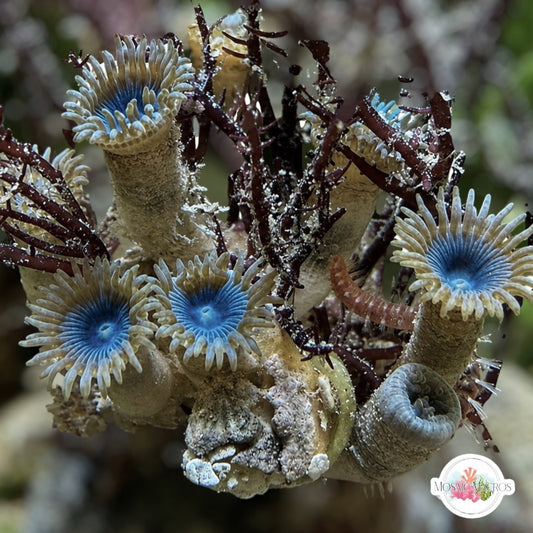 Pelagic Blue Zoanthids | Zoanthidea sp.