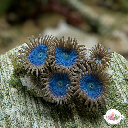 Seafoam Zoanthids | Zoanthidea sp.