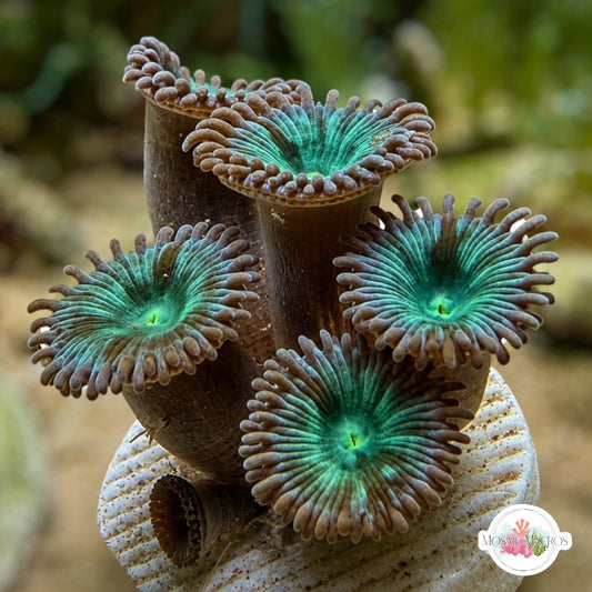 Key Lime Pie Zoanthids | Zoanthidea sp.
