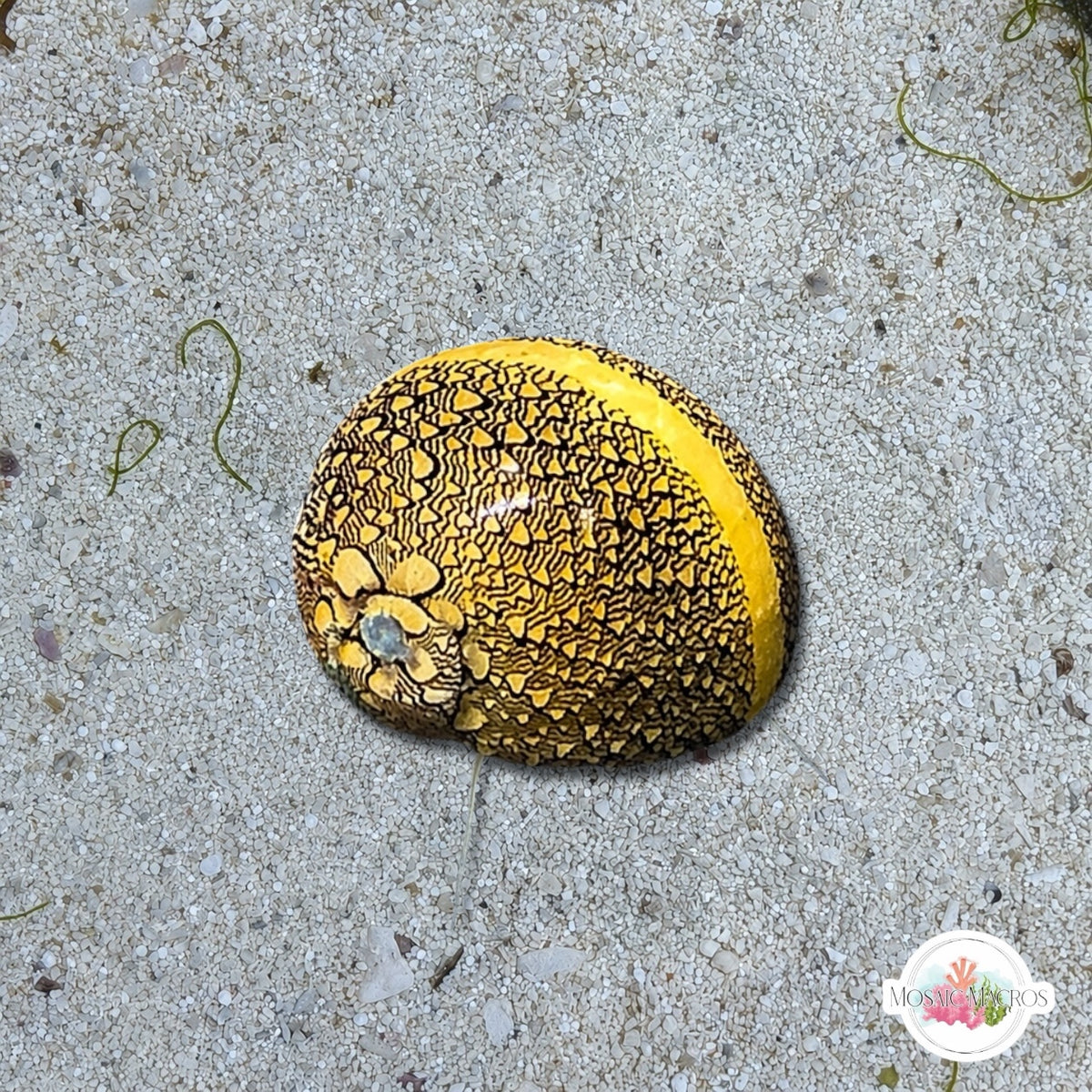 Virgin Nerite Snail | Vitta virginea