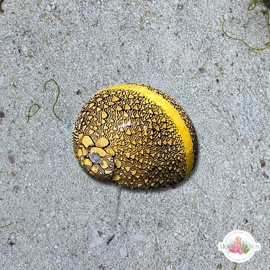 Virgin Nerite Snail | Vitta virginea