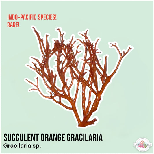 Succulent Orange Gracilaria Macroalgae | Gracilaria sp.