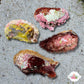 Assorted Bivalve | Pectinidae spp.