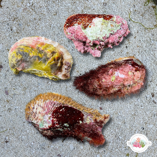 Assorted Bivalve | Pectinidae spp.