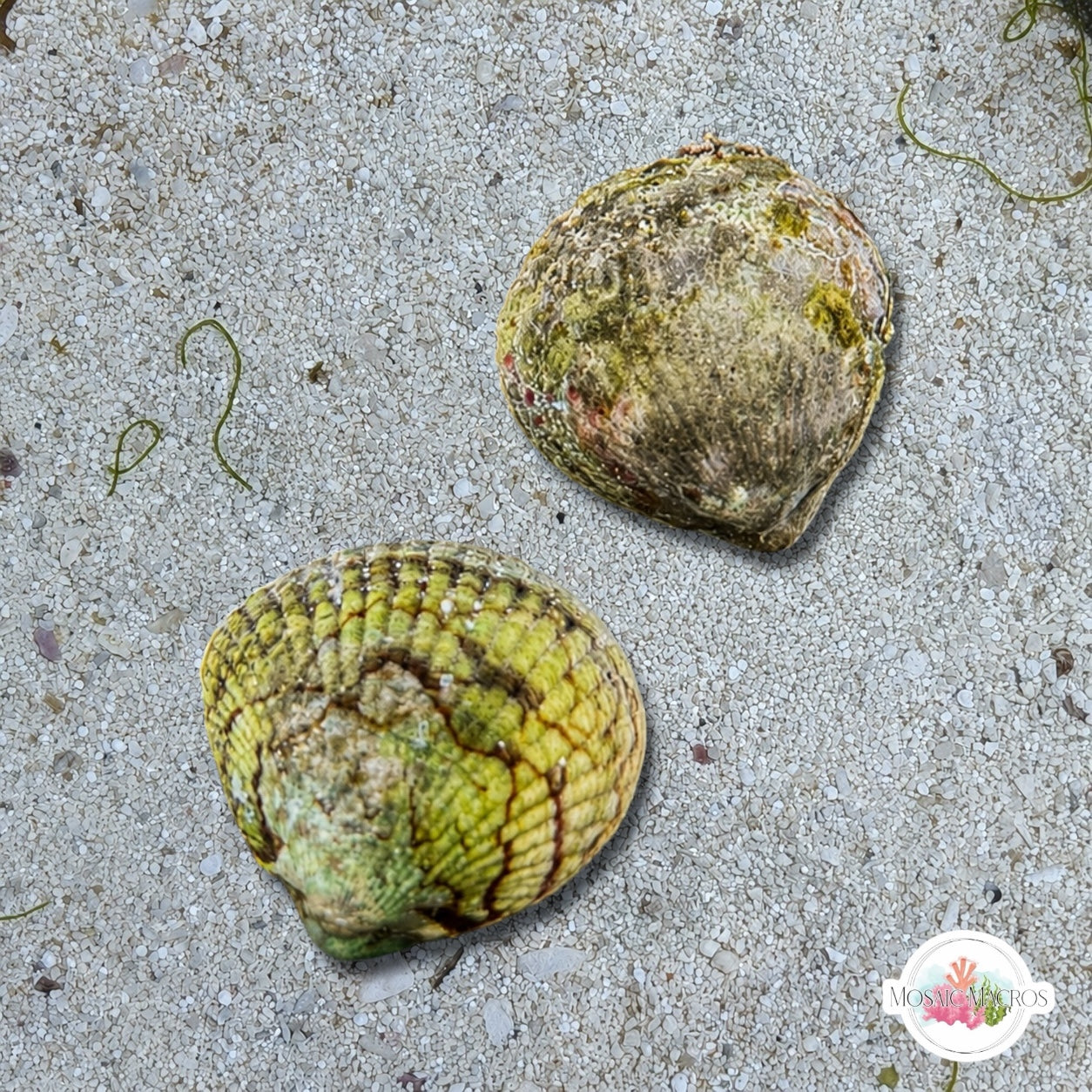 Atlantic Cockle Clam | Cardiidae sp.