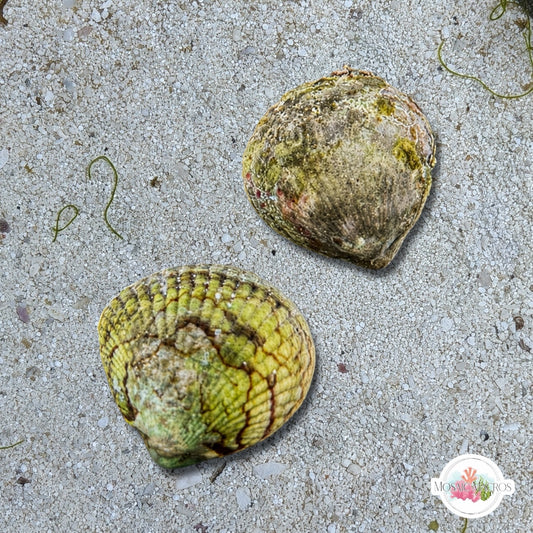 Atlantic Cockle Clam | Cardiidae sp.
