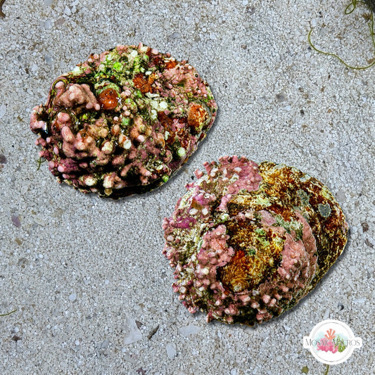 Jumbo Coralline Astrae Snail | Lithopoma americanum