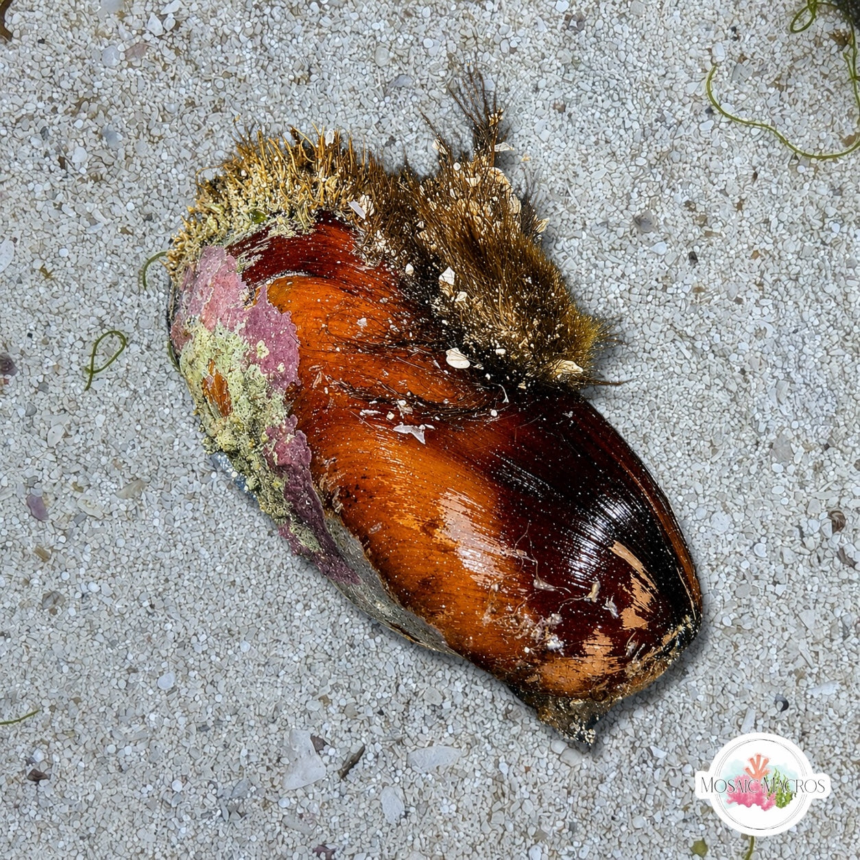 Tulip Mussel | Modiolus americanus