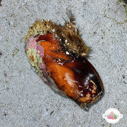 Tulip Mussel | Modiolus americanus