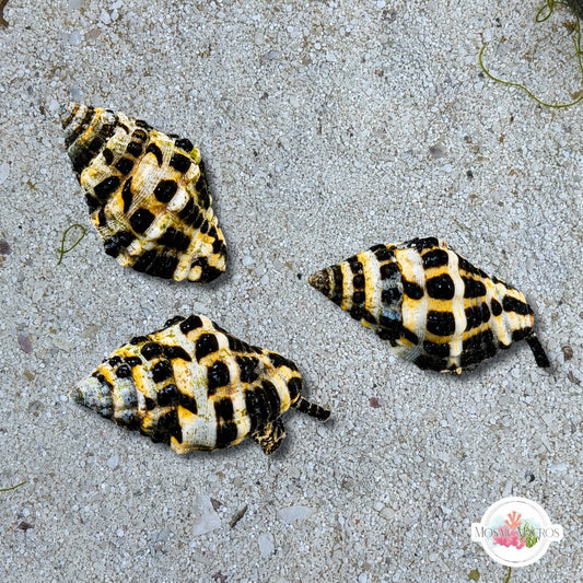 Honeycomb Snail | Engina alveolata