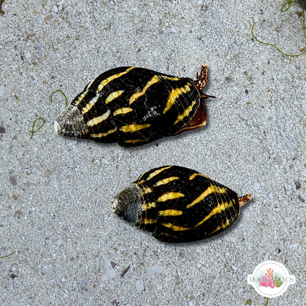 Lettered Mitre Snail (Worm Predator) | Strigatella litterata