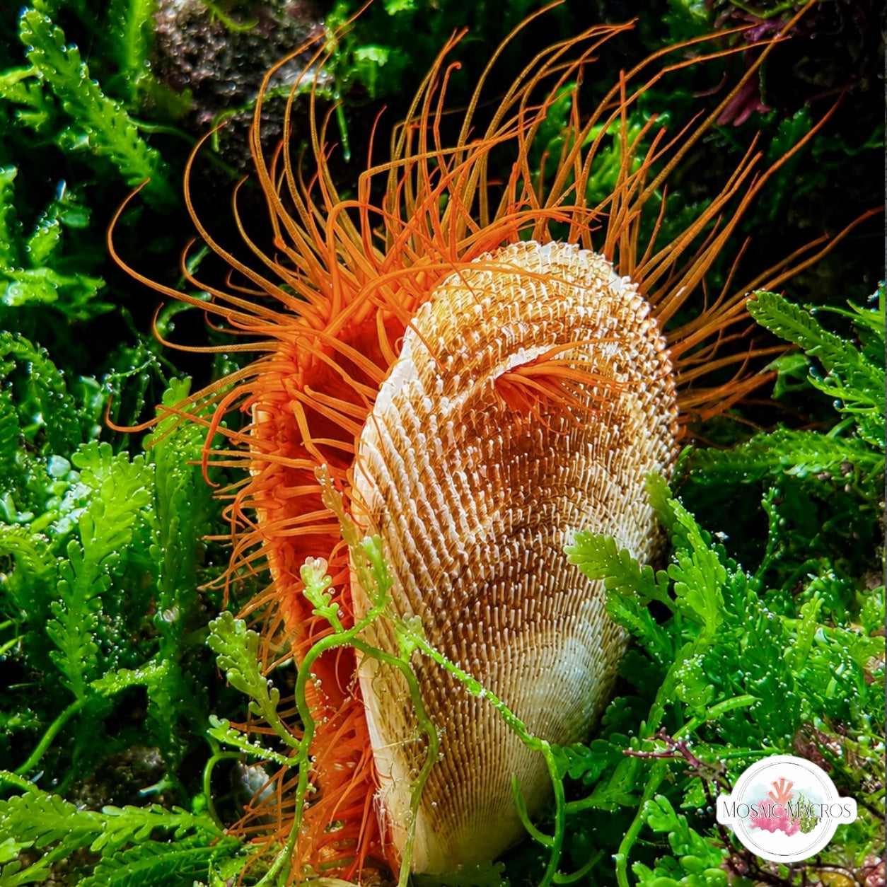 WYSWYG XL Flame Scallop | Ctenoides scaber