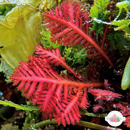 Red Fern Macroalgae | Haliptilon sp.