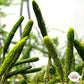 Cat Tail Caulerpa Macroalgae | Caulerpa lanuginosa