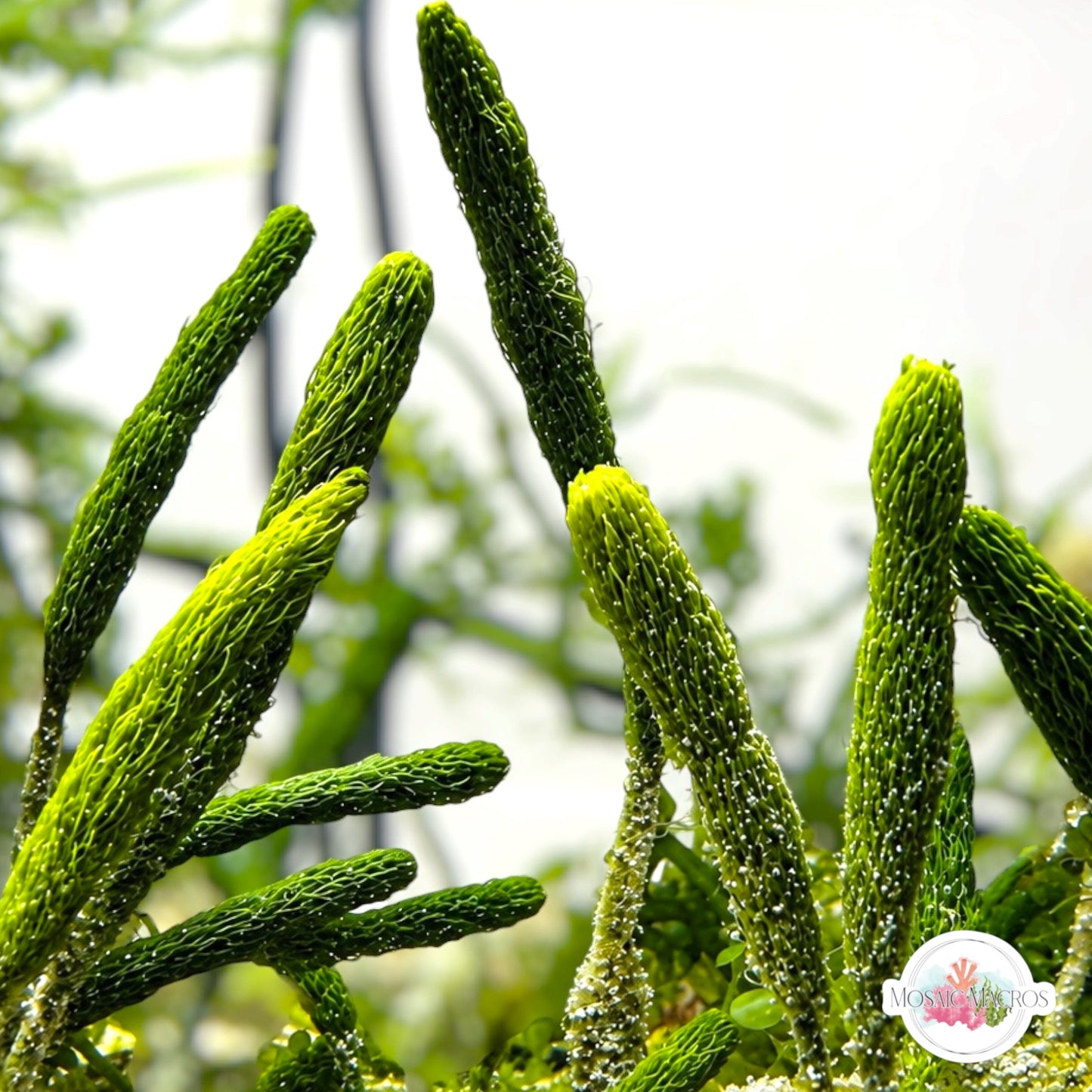 Cat Tail Caulerpa Macroalgae | Caulerpa lanuginosa