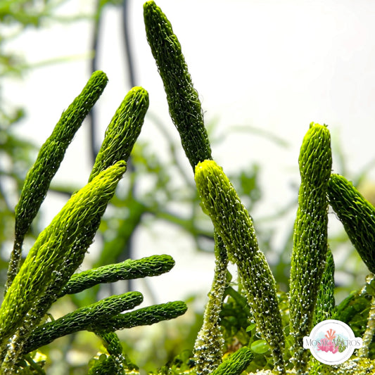 Cat Tail Caulerpa Macroalgae | Caulerpa lanuginosa