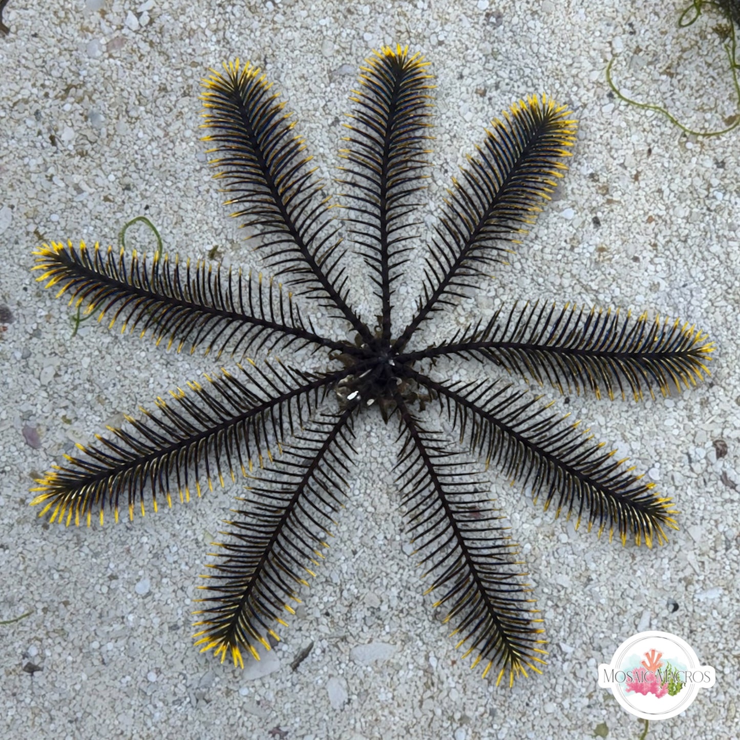 Black Feather Crinoid Starfish | Crinoidea sp.