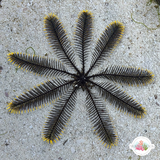 Black Feather Crinoid Starfish | Crinoidea sp.