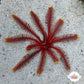 Red Feather Crinoid Starfish | Crinoidea sp.