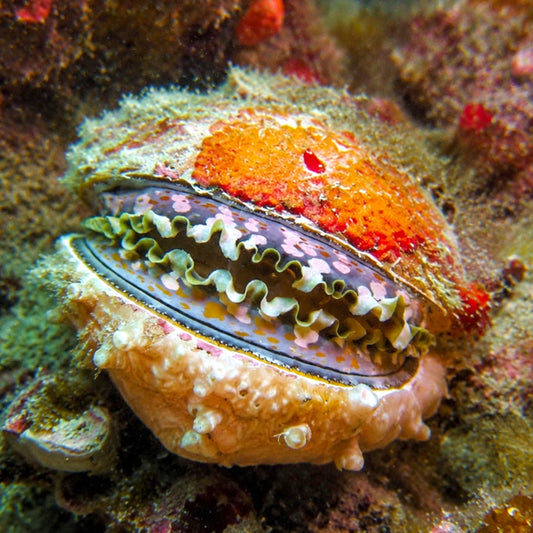 Thorny Rock Oyster | Spondylus sp.