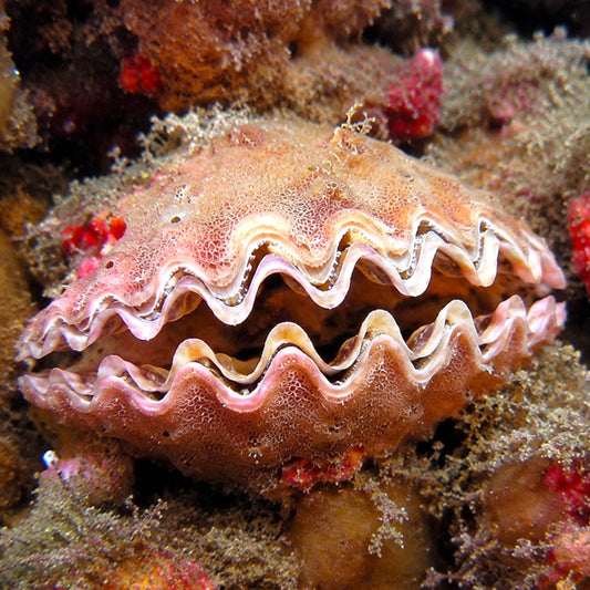 Frond Oyster | Dendostrea frons