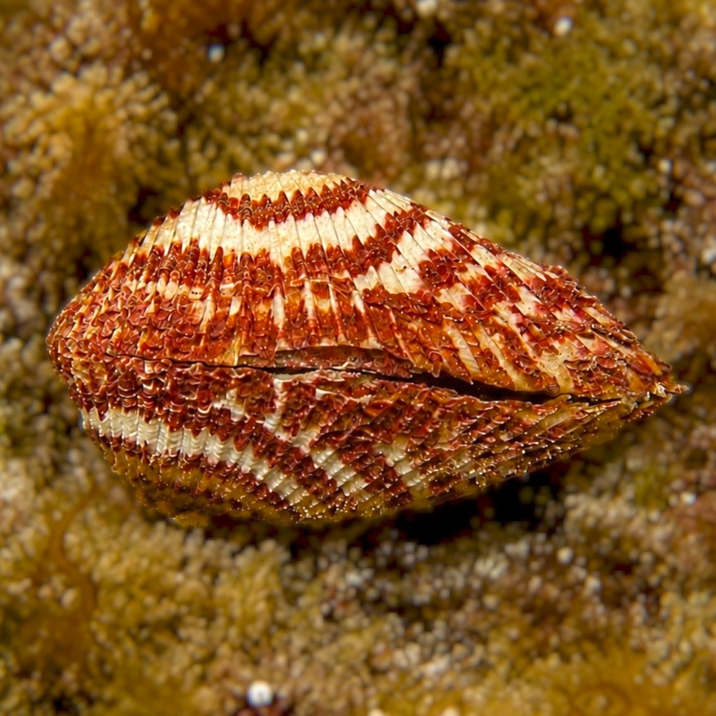 Turkey Wing Clam | Arca zebra
