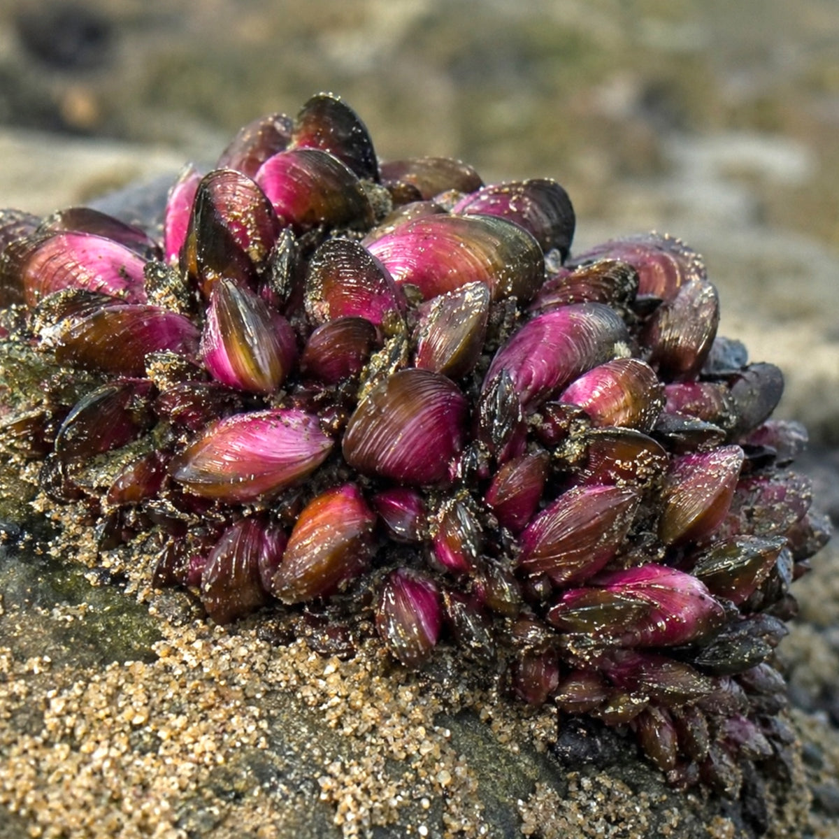 Tulip Mussel | Modiolus americanus