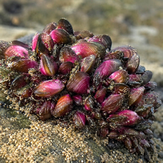 Tulip Mussel | Modiolus americanus