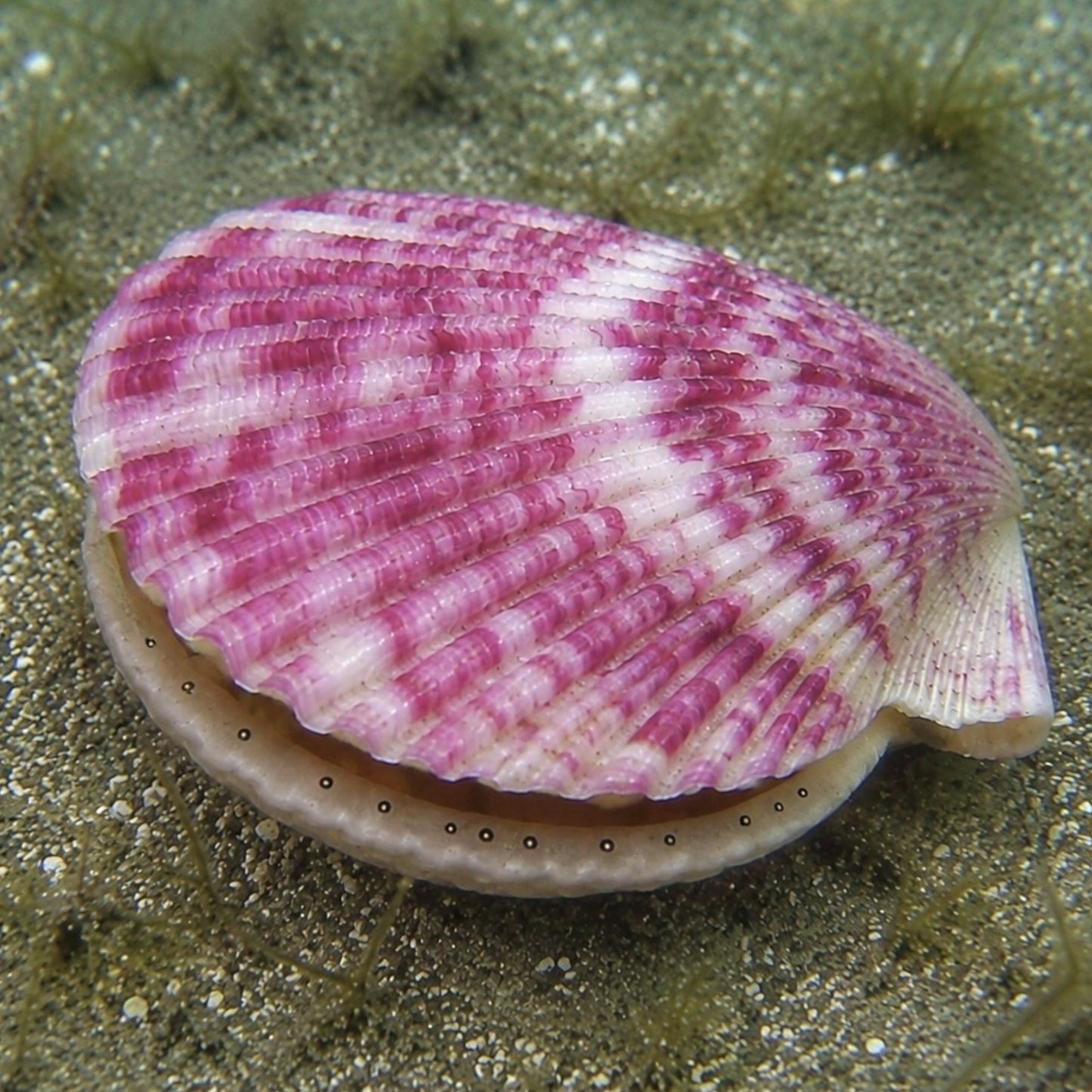 Calico Scallop | Argopecten gibbus