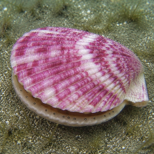 Calico Scallop | Argopecten gibbus
