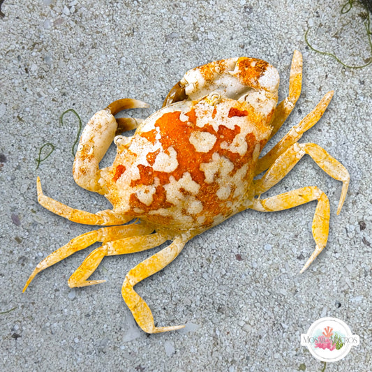 Colorful Flatback Mud Crab |  Eurypanopeus depressus
