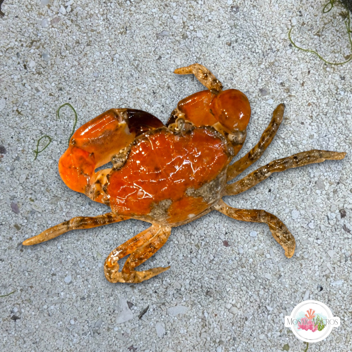 Colorful Flatback Mud Crab |  Eurypanopeus depressus