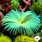 Neon Feather Duster | Sabellastarte sp.