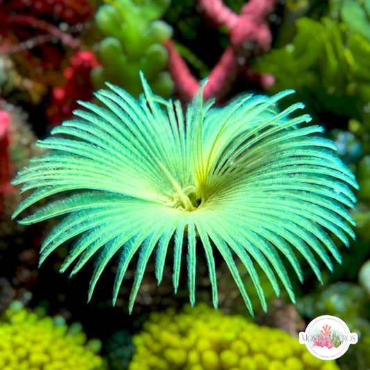 Neon Feather Duster | Sabellastarte sp.