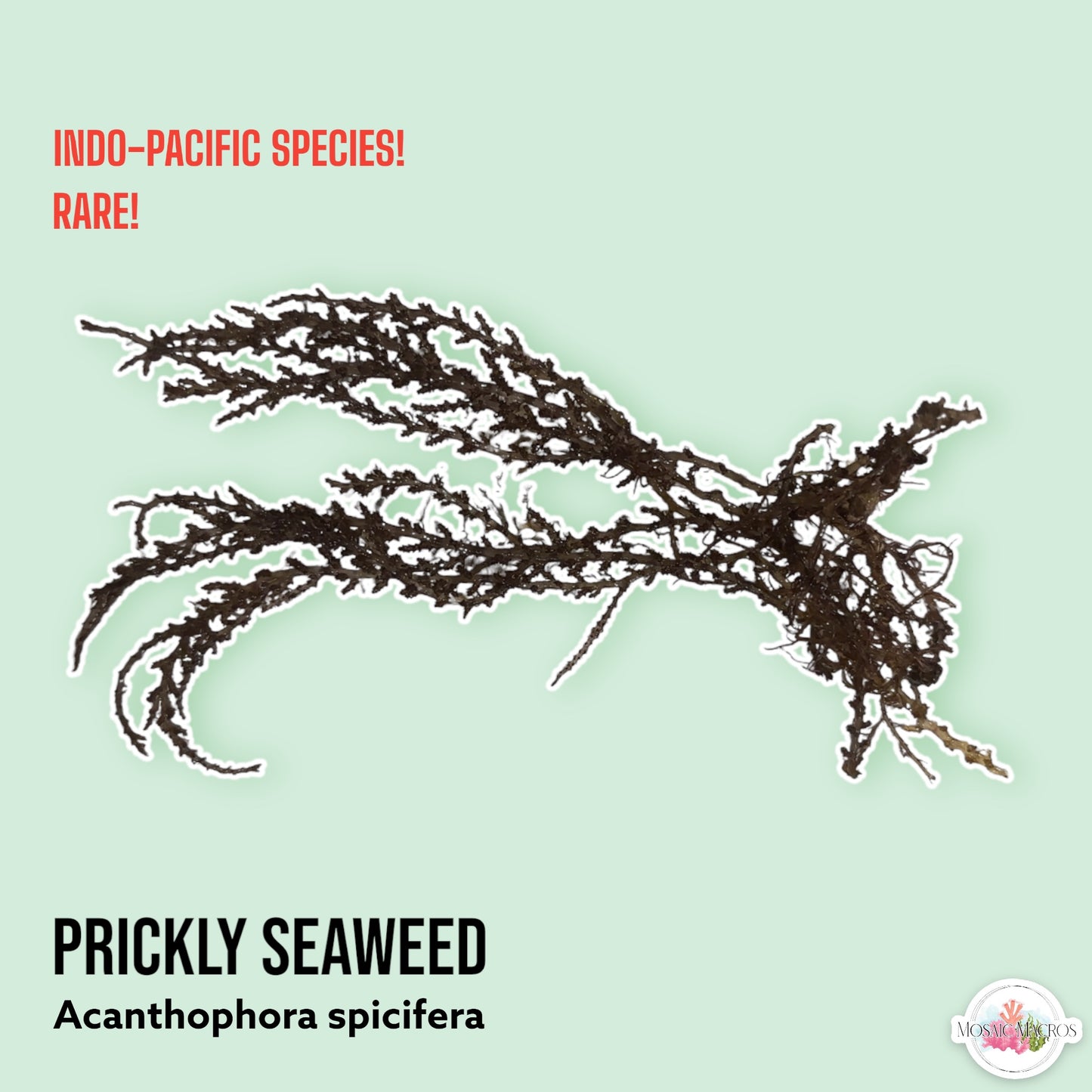 Prickly Seaweed | Acanthophora spicifera