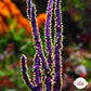 Violet Sword Gorgonian | Pterogorgia guadlupensis