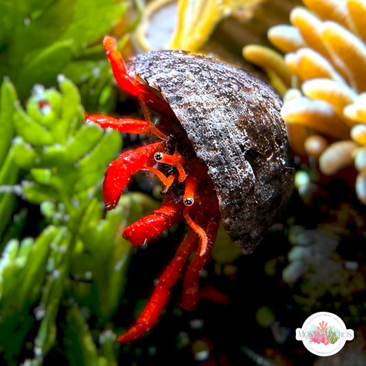 Dwarf Red Hermit Crab | Clibanarius rutilus
