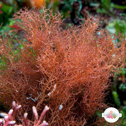 Vining Ember Macroalgae | Gracilaria sp.
