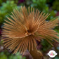 Southern Fanworm Feather Duster | Sabellastarte australiensis
