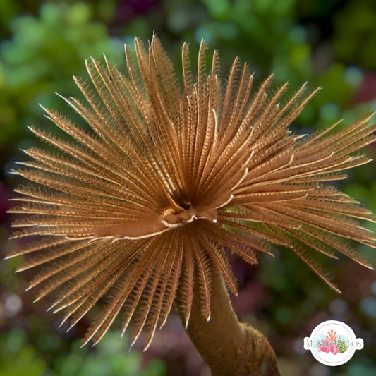 Southern Fanworm Feather Duster | Sabellastarte australiensis